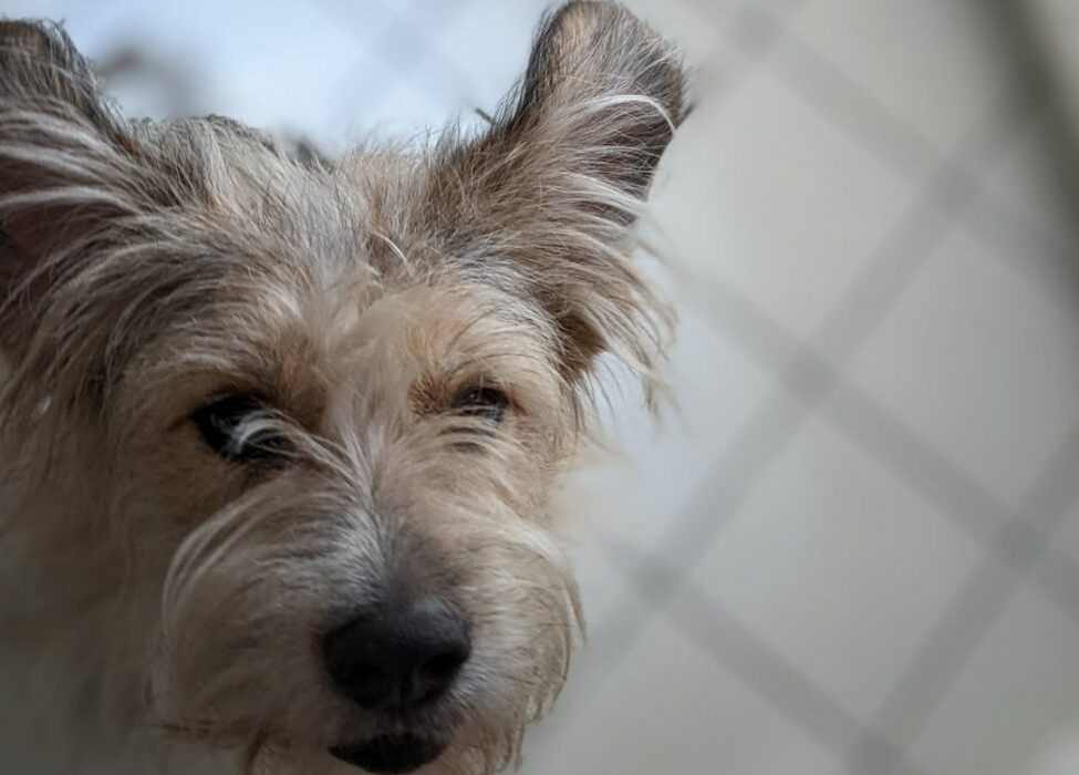 Das Bild zeigt Kalle, einen ehemaligen Straßenhund aus Rumanien.